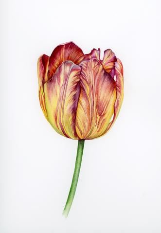 Tulipa Royal sovereign Tanya Hoolihan