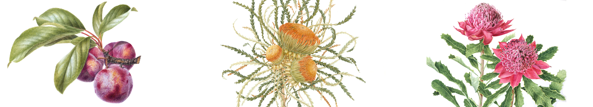 Artwork from left to right: Cheryl Hodges - satsuma plum, Leonie Norton - Banksia formosa, Nigi Lechner - waratah